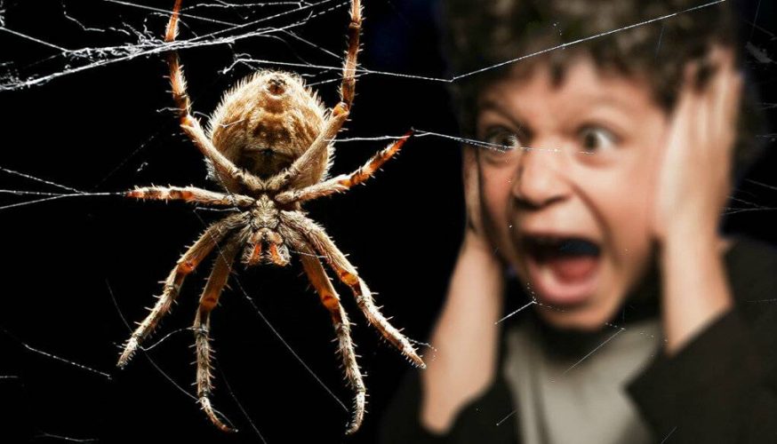 Страх перед пауками: причины и способы преодоления по мнению психолога. Пауки – одни из самых распространенных насекомых